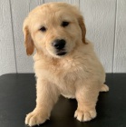 zlat� retr�v�i, goldendoodles, labradory, labradoodle, lou�e, �t��ata welsh corgis pembroke na prodej �ek nebo str�nka webov� str�nky: bestewelpennachhause.com e -mail: info@bestewelpennachhause.com ceny 50% sleva. kontaktujte nyn� a prove�te v�b�r a z�sk