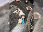 �t��ata Shih Tzu A-vrh