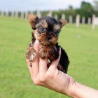 Prod�m mini toy �t���tka Yorkie