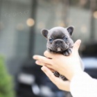 mini Francouzsk� buldok