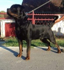 Rotvajler �t��ata