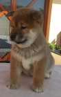 Shiba inu �t��ata