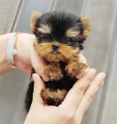 na prodej mini mini ��lek yorkshire teri�ra.