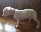 Kr�sn� Dogo Argentino na prodej