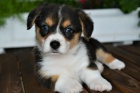 kr�sn� a and�lsk� mini ��lek Pembroke Welsh Corgi �t��ata na prodej.