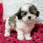 Prod�m kr�sn� a rozko�n� �t���tka Maltipoo