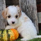 o�kovan� �t��ata CAVACHON na prodej.