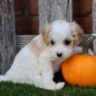 o�kovan� �t��ata CAVACHON na prodej.