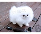 Pomeranian s PP~ Fene�ka