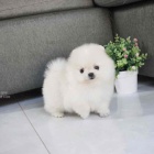 Pomeranian s PP~ Fene�ka