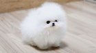 Pomeranian s PP~ Fene�ka