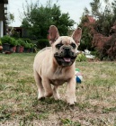 Francouzsk� buldo�ek �t�n�