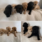 8 �t��at labradora k adopci