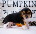 trikolorn� �t��ata beagle