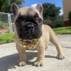 Prod�m ZDRAV� a O�KOVAN� �t��ata francouzsk�ho buldoka.