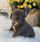 Prod�m ZDRAV� a O�KOVAN� �t��ata francouzsk�ho buldoka.