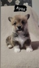 Welsh Corgi �t��ata