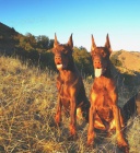 Dobrman �t��ata