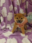 Shiba Inu �t��ata