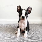 �t��ata bostonsk�ho teri�ra k adopci