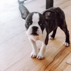 �t��ata bostonsk�ho teri�ra k adopci