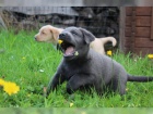 Labradorsk� retr�vr - �t�nata  bez PP