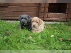 Labradorsk� retr�vr - �t�nata  bez PP