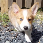 tata C.K.C Pembroke Welsh Corgi