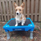 tata C.K.C Pembroke Welsh Corgi