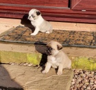 b�ov� a panda mops �t��ata na prodej.