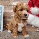 Prod�m rozko�n� a zdrav� o�kovan� �t��ata Bichon Poo.