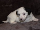 Mini �t���tka Aussiedoodle na prodej.