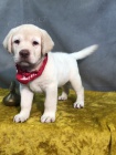 Prod�m mal� �t���tka labradorsk�ho retr�vra.