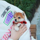 prodej tat mini shiba inu