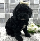 kokr�pan�l / pudl mix �t��ata