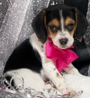 �t��ata  beagle, zoufale pot�ebuj�c� nov� domovy, ne na prodej, ��astn� nov� rok.