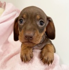 �t��ata jezev��ka k dispozici nyn� kontaktujte pro v�ce informac�