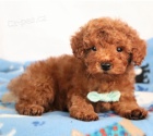 2 mini pudlov� �t���tka k adopci