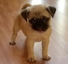 Mops �t��ata k dispozici milovn�k�m mops