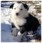 Border kolie �t��ata k dispozici mu� a �ena