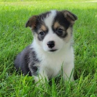 Prodm tata Pembroke Welsh Corgi.