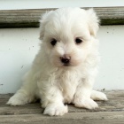 O�KOV�N� miniaturn�ch malt�zsk�ch �t���tek na prodej.