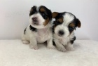 Mini - ��lek Biewer yorkie �t��ata na prodej.
