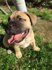 dispozici Bullmastiff pro dobr� p�ijet�