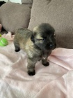 brzy si vezmi �t�n� Leonberger