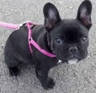 kr�sn� �t��ata francouzsk�ho buldoka k adopci