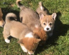 Welsh Corgi �t��ata