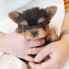 Prod�m �t��ata yorkie MINI.