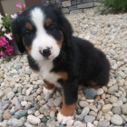 Prod�m zdrav� a hygienicky vycvi�en� �t��ata Bernsk�ho sala�nick�ho psa.