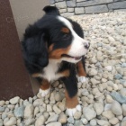 Prod�m zdrav� a hygienicky vycvi�en� �t��ata Bernsk�ho sala�nick�ho psa.